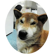 山口工材　小さな幸せます