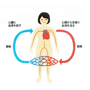 入力で血流アップ