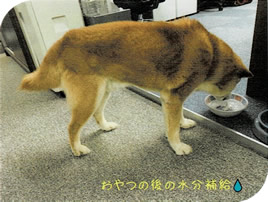 おやつの後の水分補給をする太郎