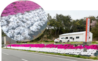 芝桜が満開になりました