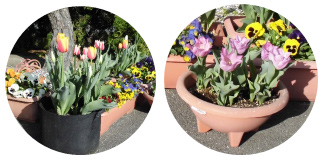 ツヅキさんから頂いたチューリップ