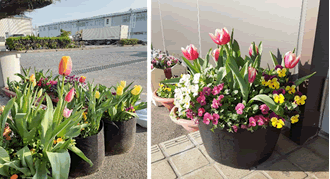 きれいに咲いたチューリップの花の写真