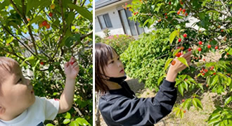 サクランボ狩りをする子供たちの写真