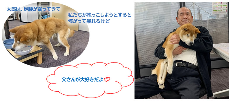 太郎は、足腰が弱ってきて私たちが抱っこしようとすると怖がって暴れるけど、父さんが大好きだよ