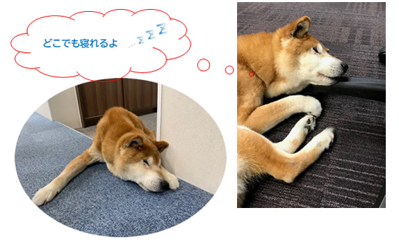 どこでも寝れるよ